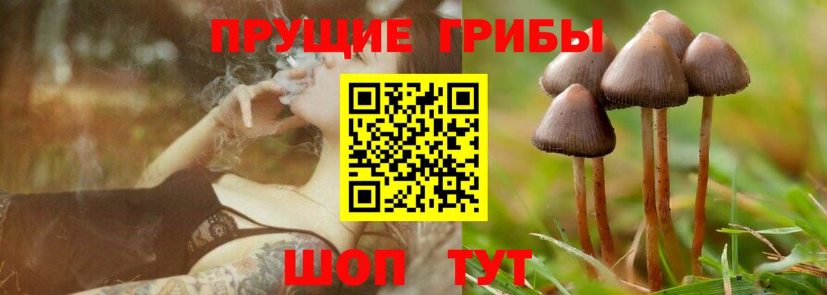 Галлюциногенные грибы Psilocybine cubensis  Вход с VPN  Губаха 